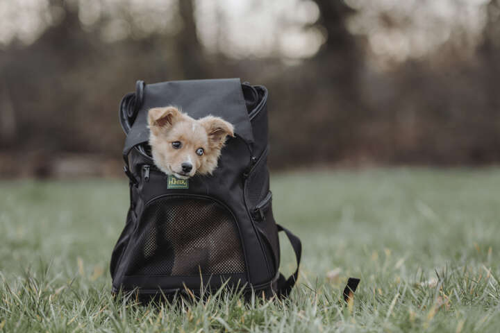 HUNTER Rucksack Miles für Hunde